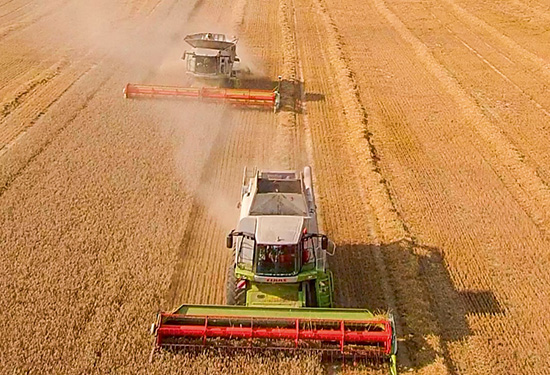 Hier siehst du zwei Mähdrescher auf einem goldgelben Kornfeld bei der Ernte.